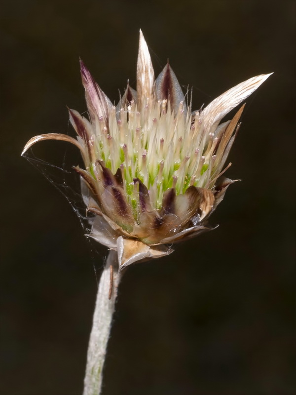 Xeranthemum inapertum.15