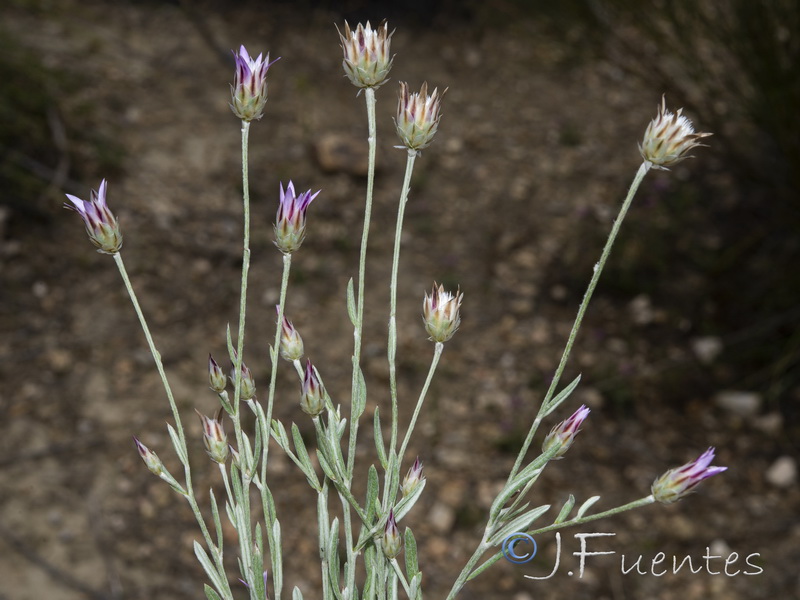 Xeranthemum inapertum.17