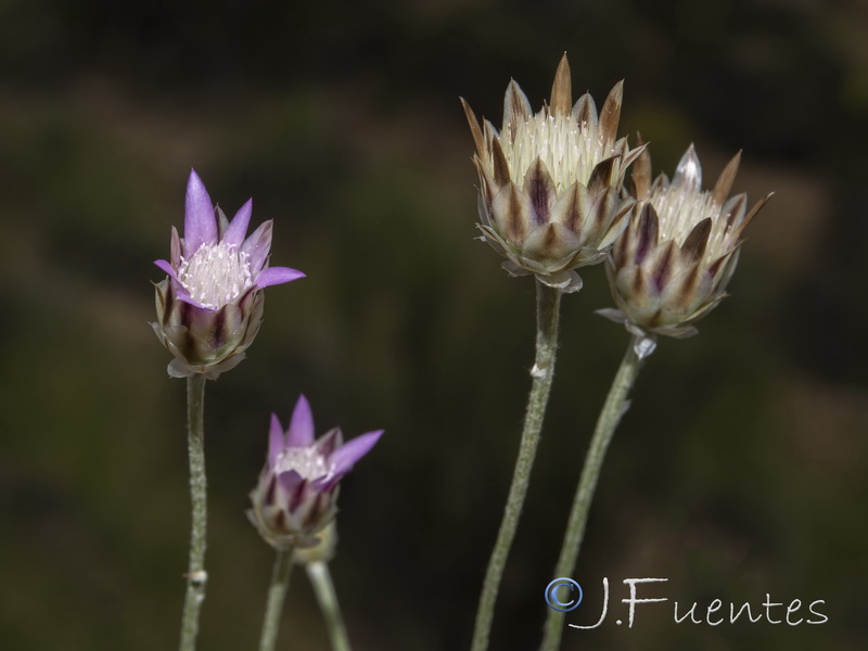 Xeranthemum inapertum.18