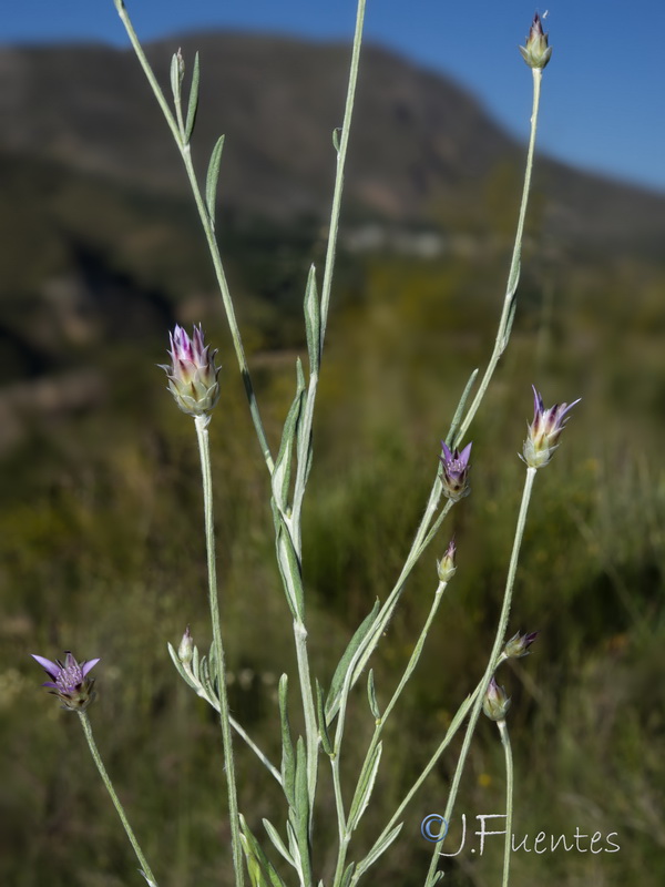 Xeranthemum inapertum.19
