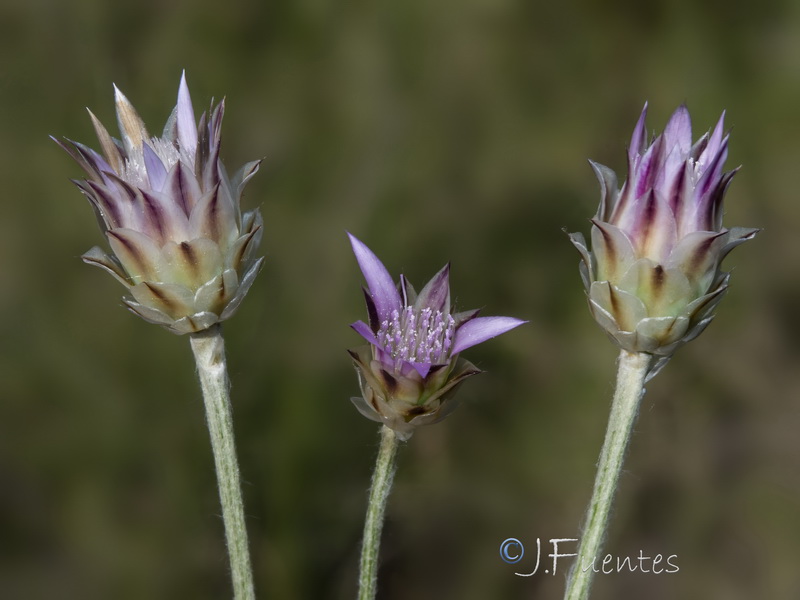 Xeranthemum inapertum.20
