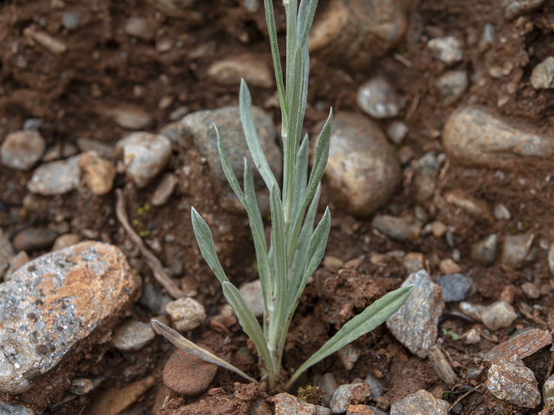 Xeranthemum inapertum.21