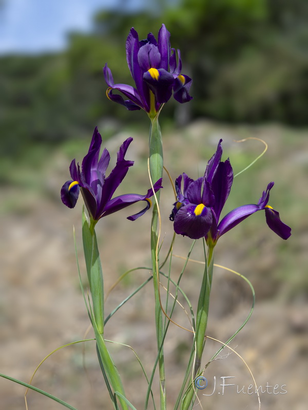 Xiphion filifolium.28