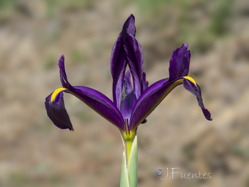 Xiphion filifolium.21
