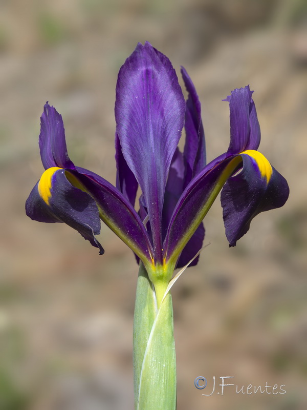Xiphion filifolium.30