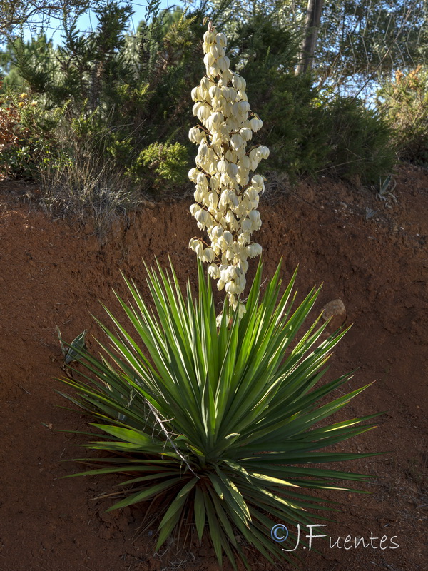 Yucca aloifolia.01