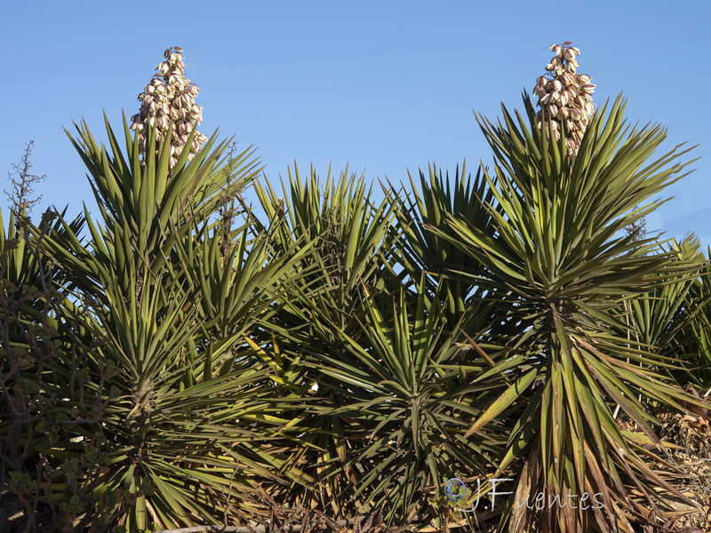 Yucca aloifolia.02