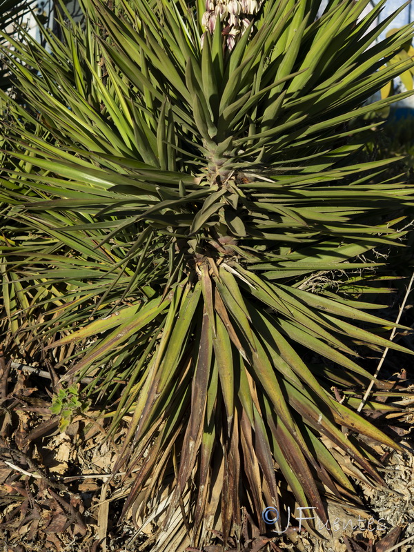Yucca aloifolia.04