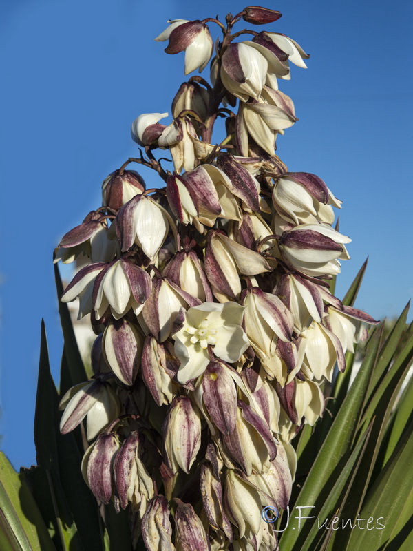 Yucca aloifolia.05