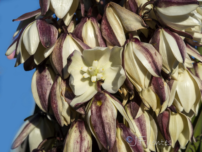 Yucca aloifolia.06