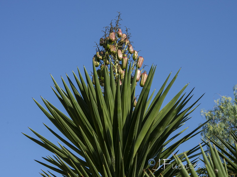 Yucca aloifolia.07