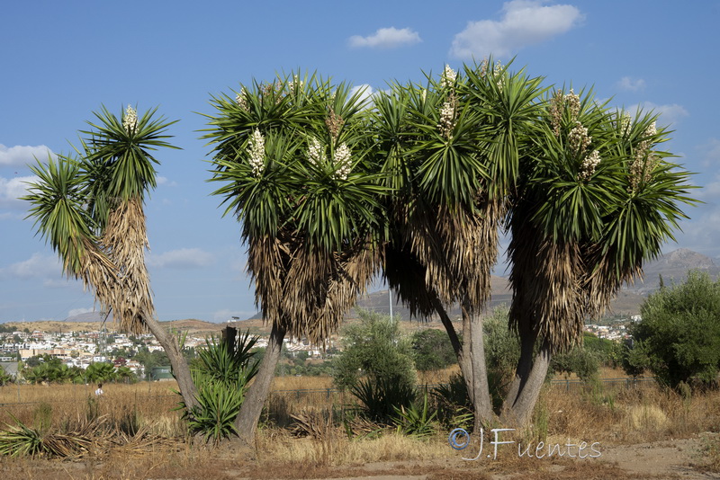 Yucca gigantea.05