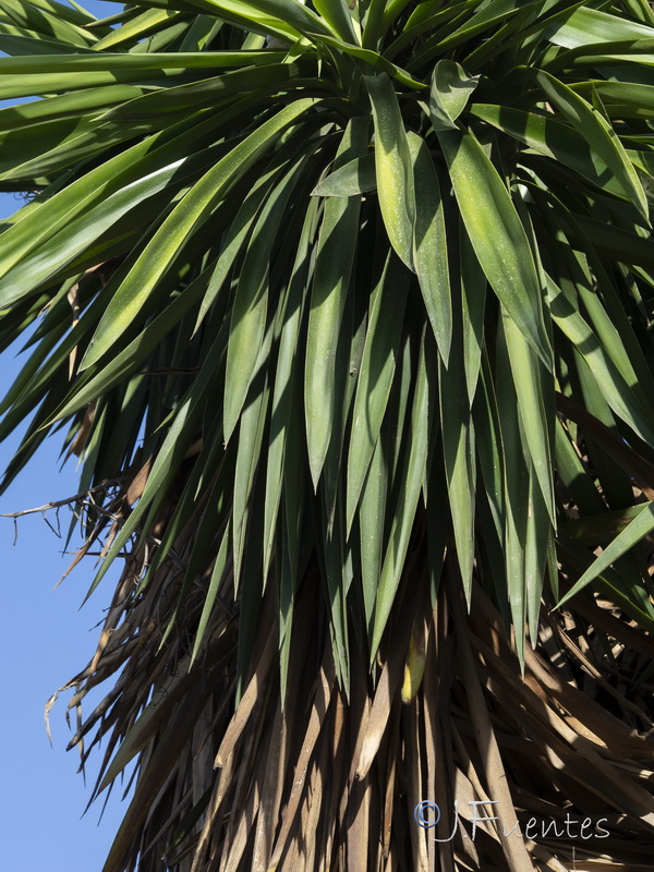 Yucca gigantea.03