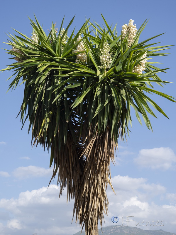 Yucca gigantea.07