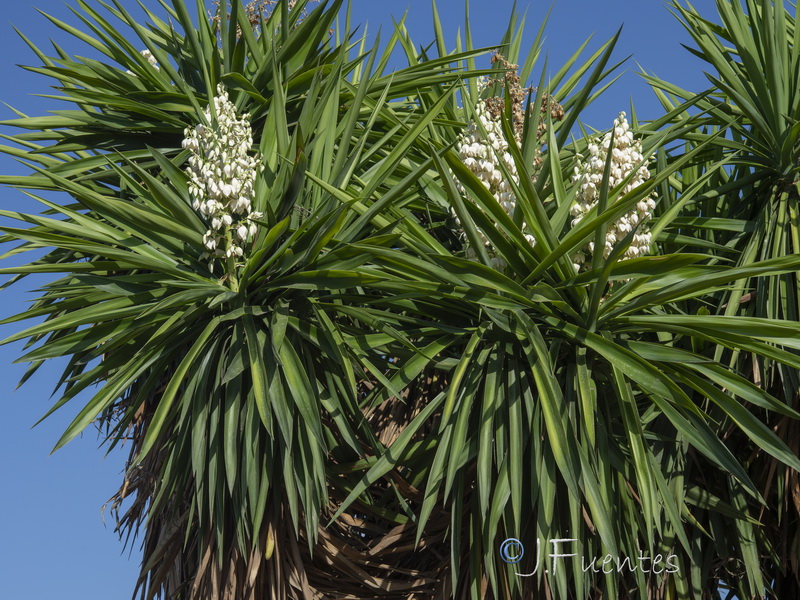 Yucca gigantea.10