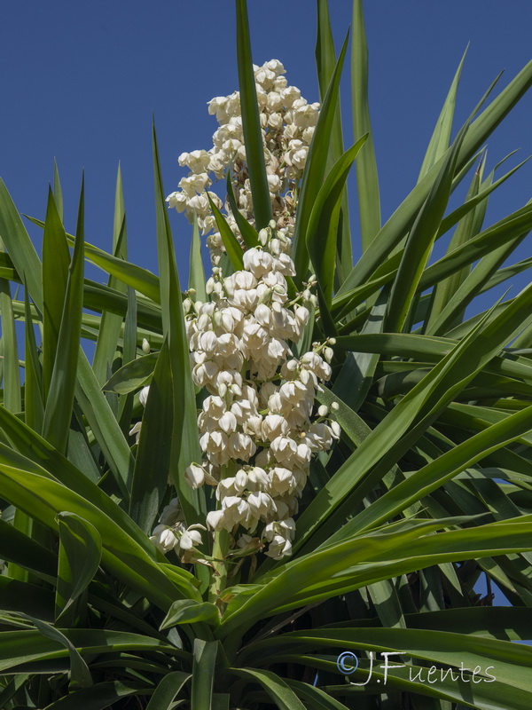 Yucca gigantea.11
