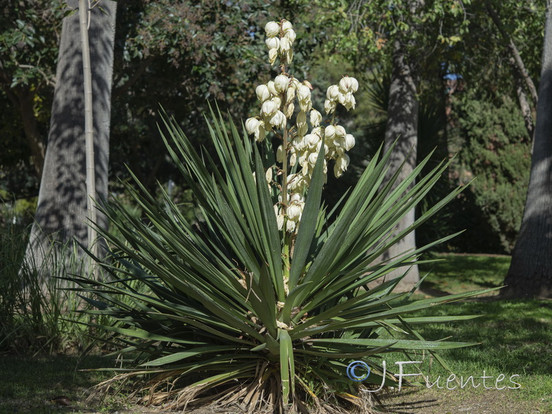 Yucca glorosiosa.01