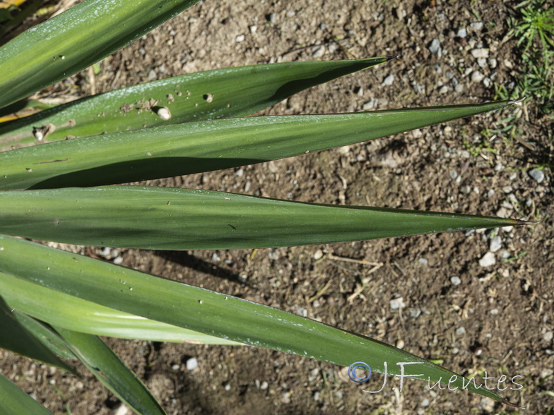 Yucca glorosiosa.03