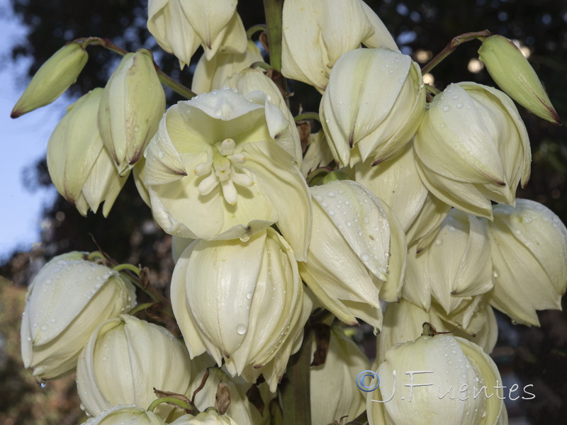 Yucca glorosiosa.04