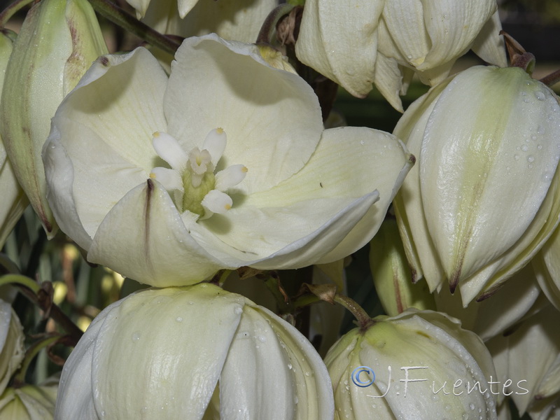 Yucca glorosiosa.05