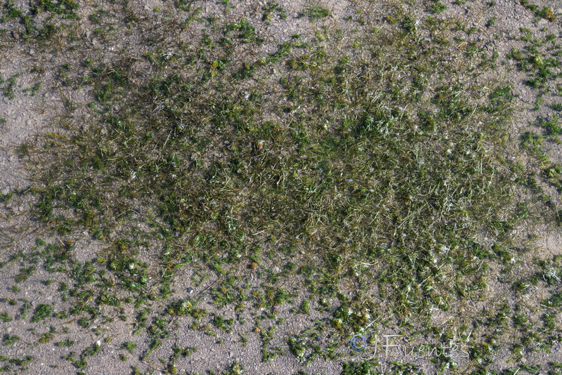 Zannichellia obtusifolia.01