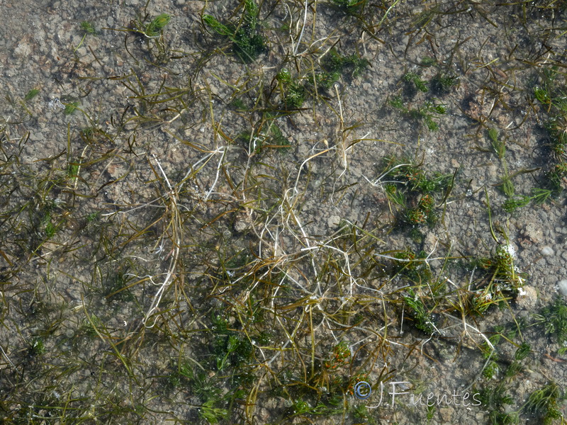Zannichellia obtusifolia.03