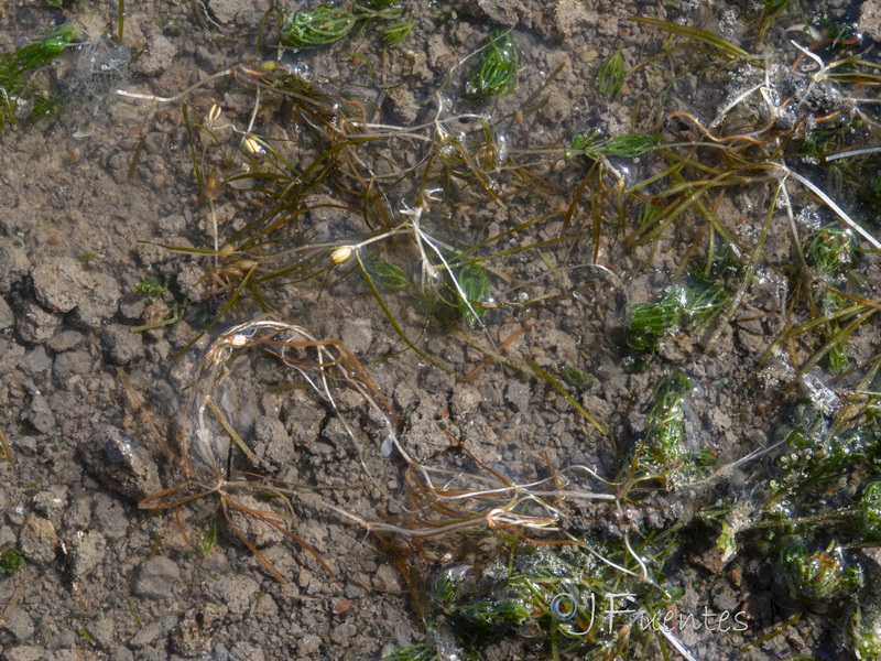 Zannichellia obtusifolia.04