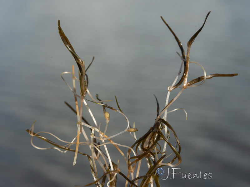 Zannichellia obtusifolia.05