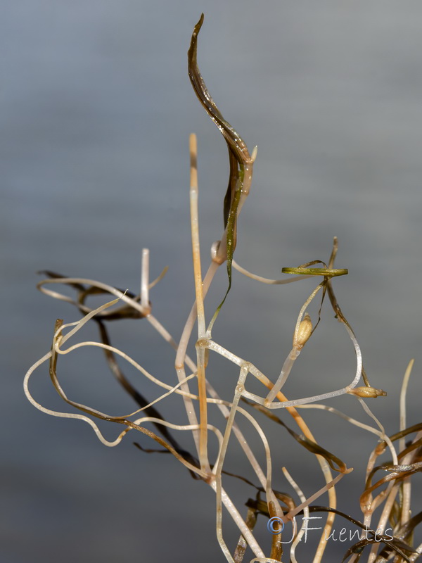 Zannichellia obtusifolia.06
