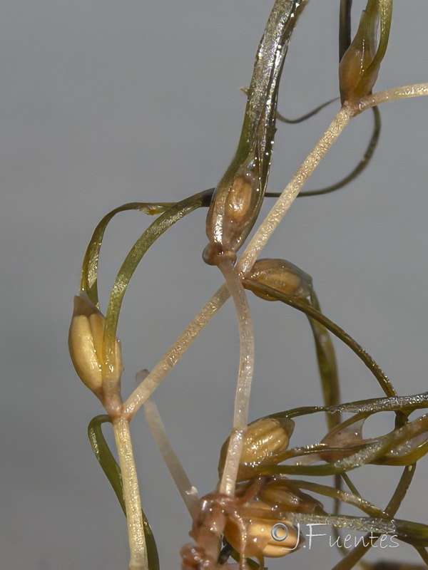 Zannichellia obtusifolia.07