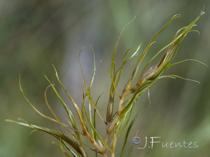 Zannichellia palustris.07