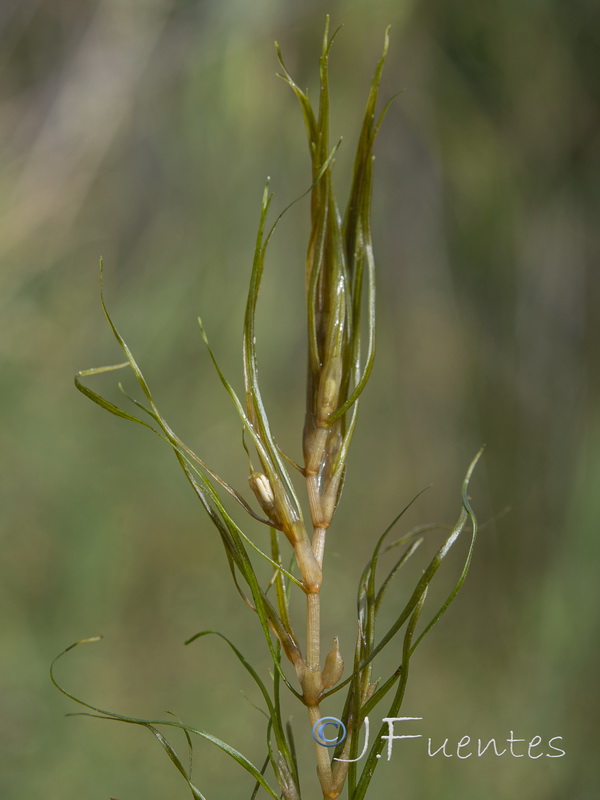 Zannichellia palustris.08