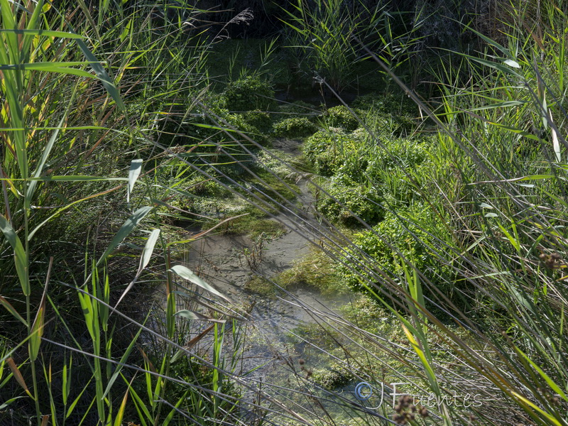 Zannichellia palustris.09