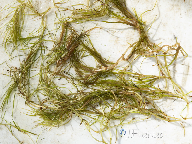Zannichellia palustris.12