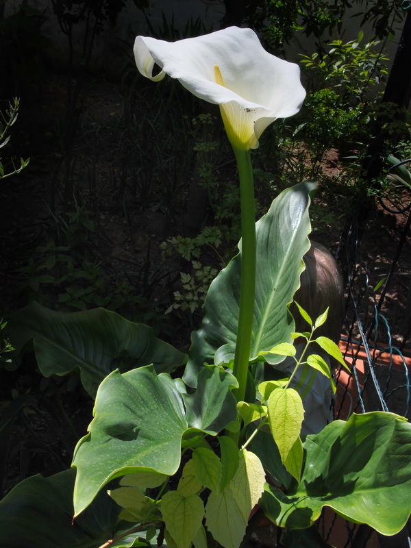 Zantedeschia aethiopica.01