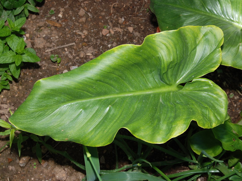 Zantedeschia aethiopica.03