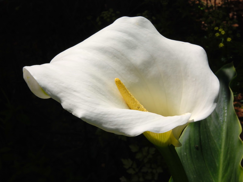 Zantedeschia aethiopica.04