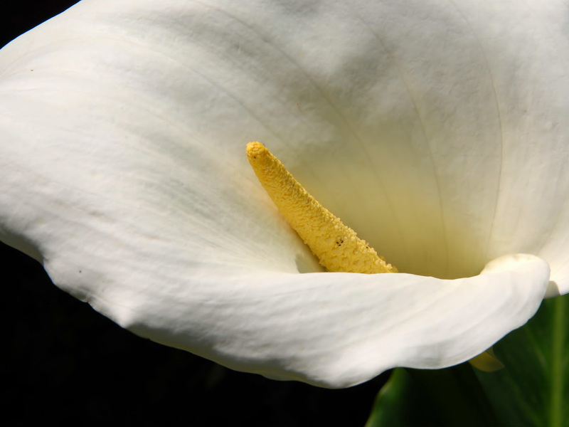 Zantedeschia aethiopica.06