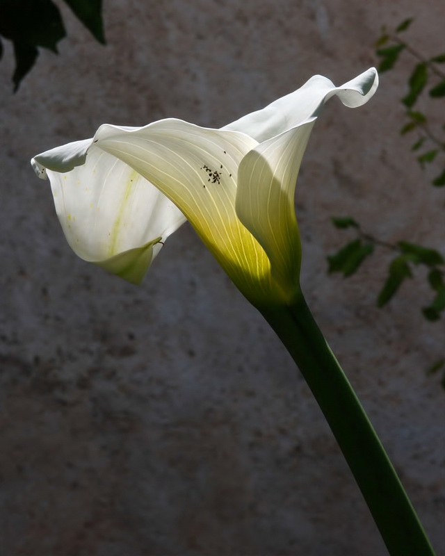 Zantedeschia aethiopica.08