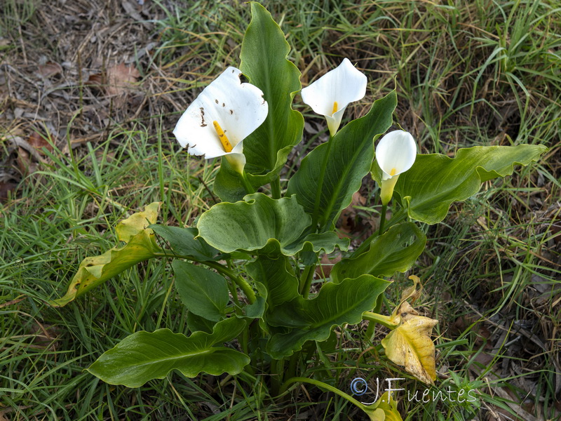 Zantedeschia aethiopica.09