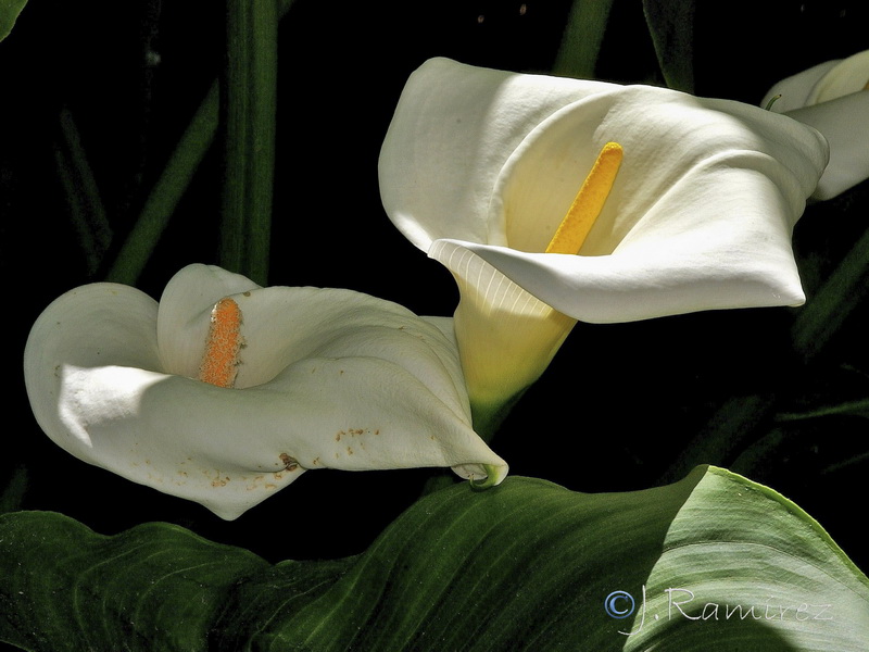 Zantedeschia aethiopica.12