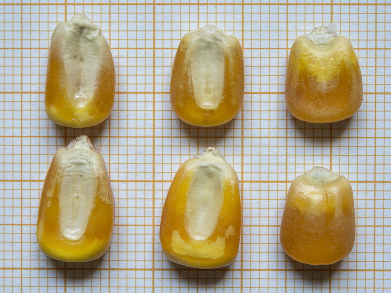 Zea mays