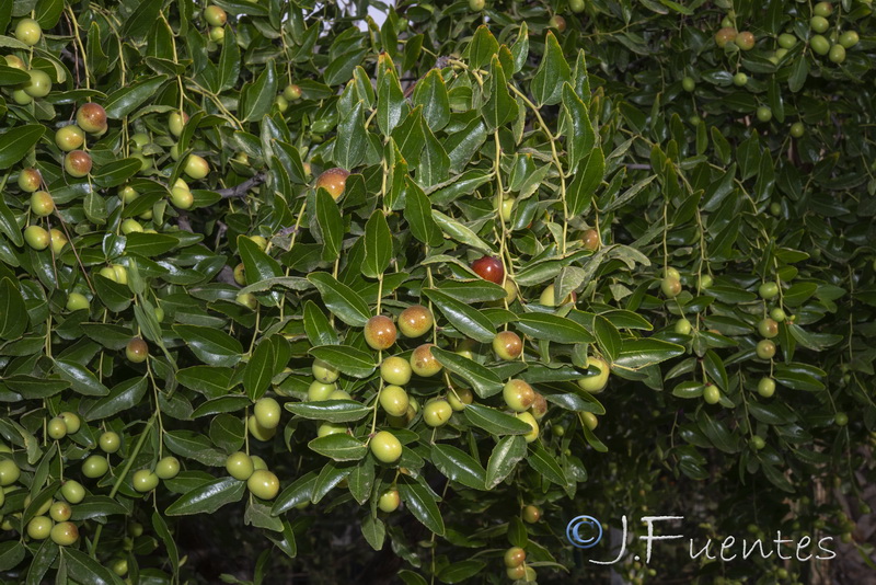 Ziziphus jujuba.01