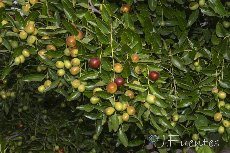Ziziphus jujuba.02