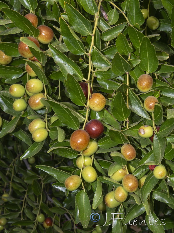 Ziziphus jujuba.03