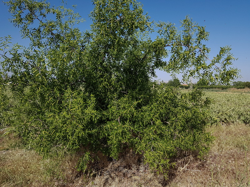 Ziziphus jujuba.04