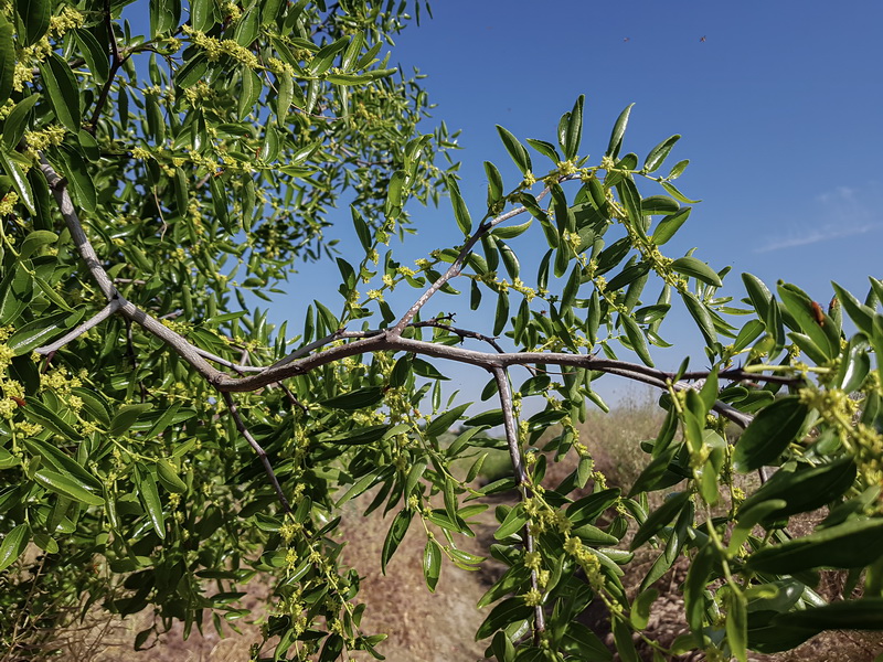 Ziziphus jujuba.06