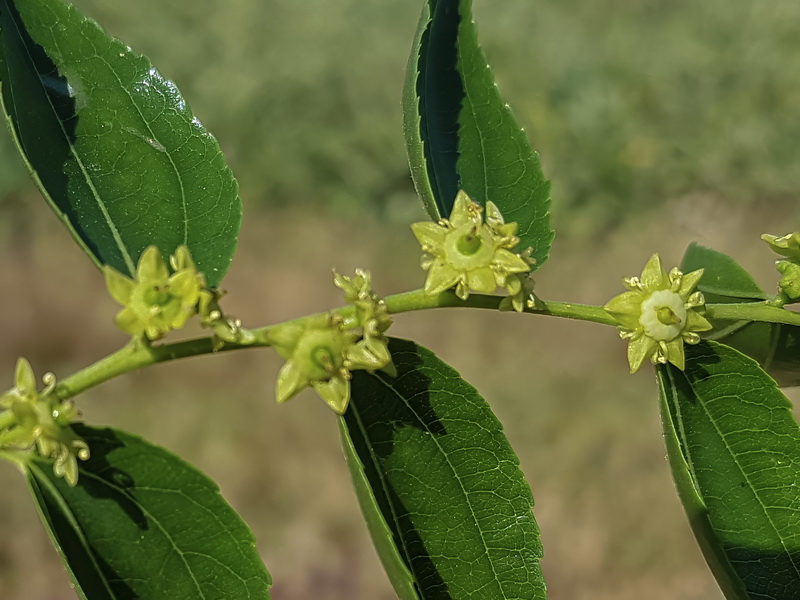 Ziziphus jujuba.07