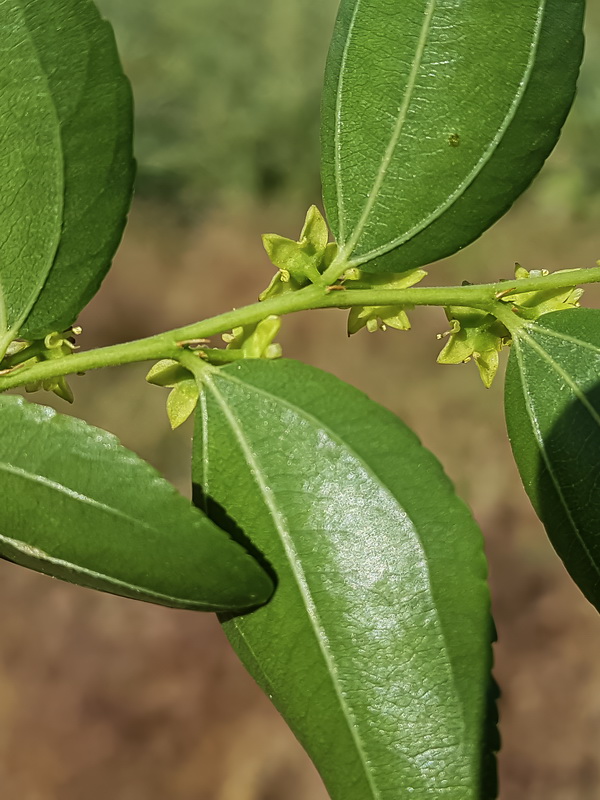 Ziziphus jujuba.08