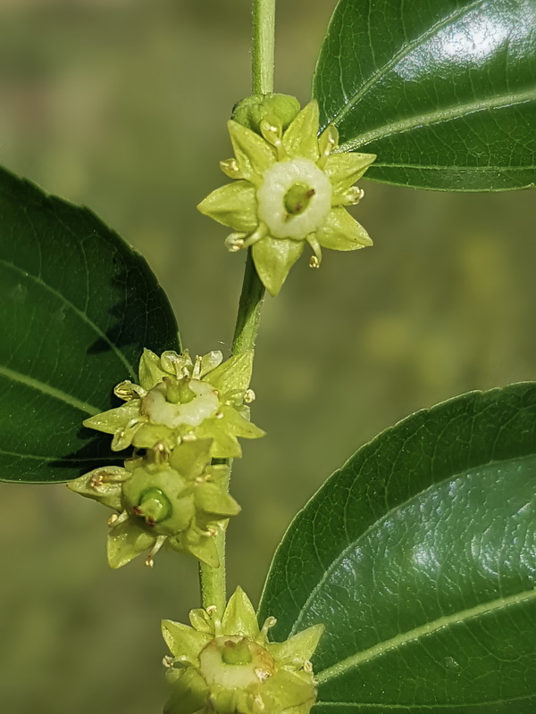 Ziziphus jujuba.09